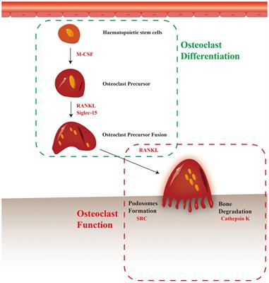 The emerging role of osteoclasts in the treatment of bone metastases: rationale and recent clinical evidence